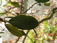Rhododendron davidsonianum (fam. Ericacees) (Sichuan) (4) (Photo F. Mrugala)